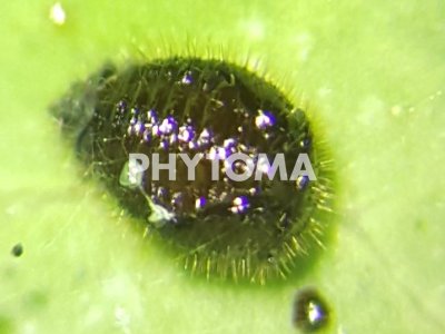 Tetranychus urticae